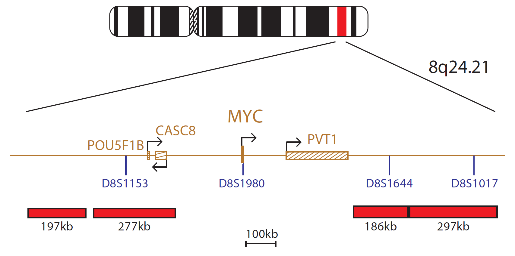 Fluorescence in situ hybridisation (FISH) chromosome map showing a probe targeting the MYC gene.