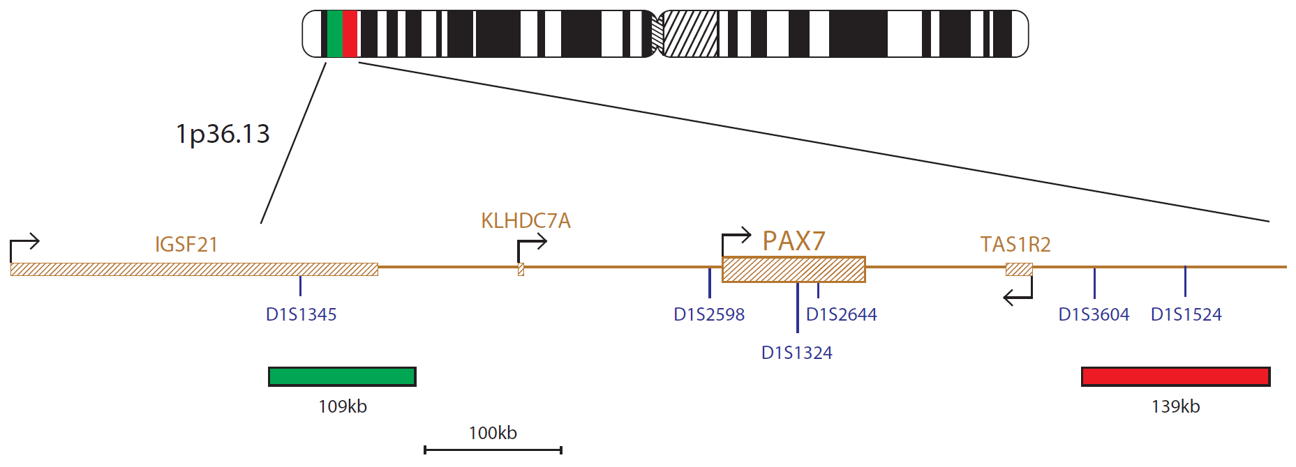Fluorescence in situ hybridization (FISH) chromosome map showing a probe mix targeting the PAX7 gene.