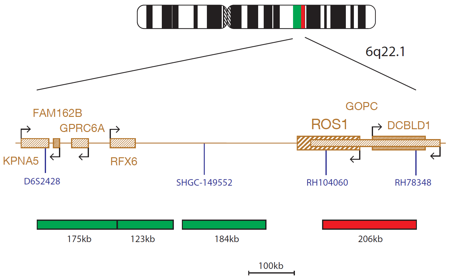 Fluorescence in situ hybridisation (FISH) chromosome map showing a probe targeting the ROS1 gene.