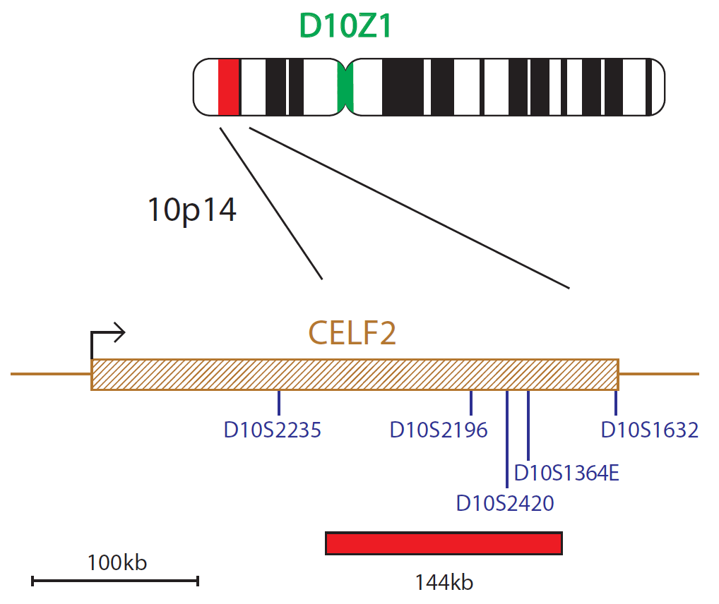FISH chromosome map showing a probe targeting a region associated with DiGeorge syndrome (CELF2 (BRUNOL3) gene).
