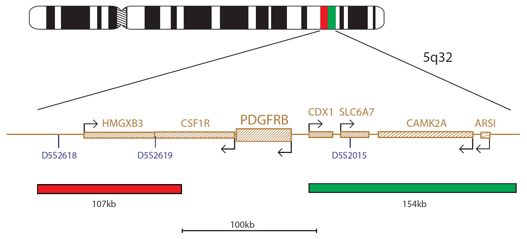 Fluorescence in situ hybridization (FISH) chromosome map showing a probe targeting the PDGFRB gene.