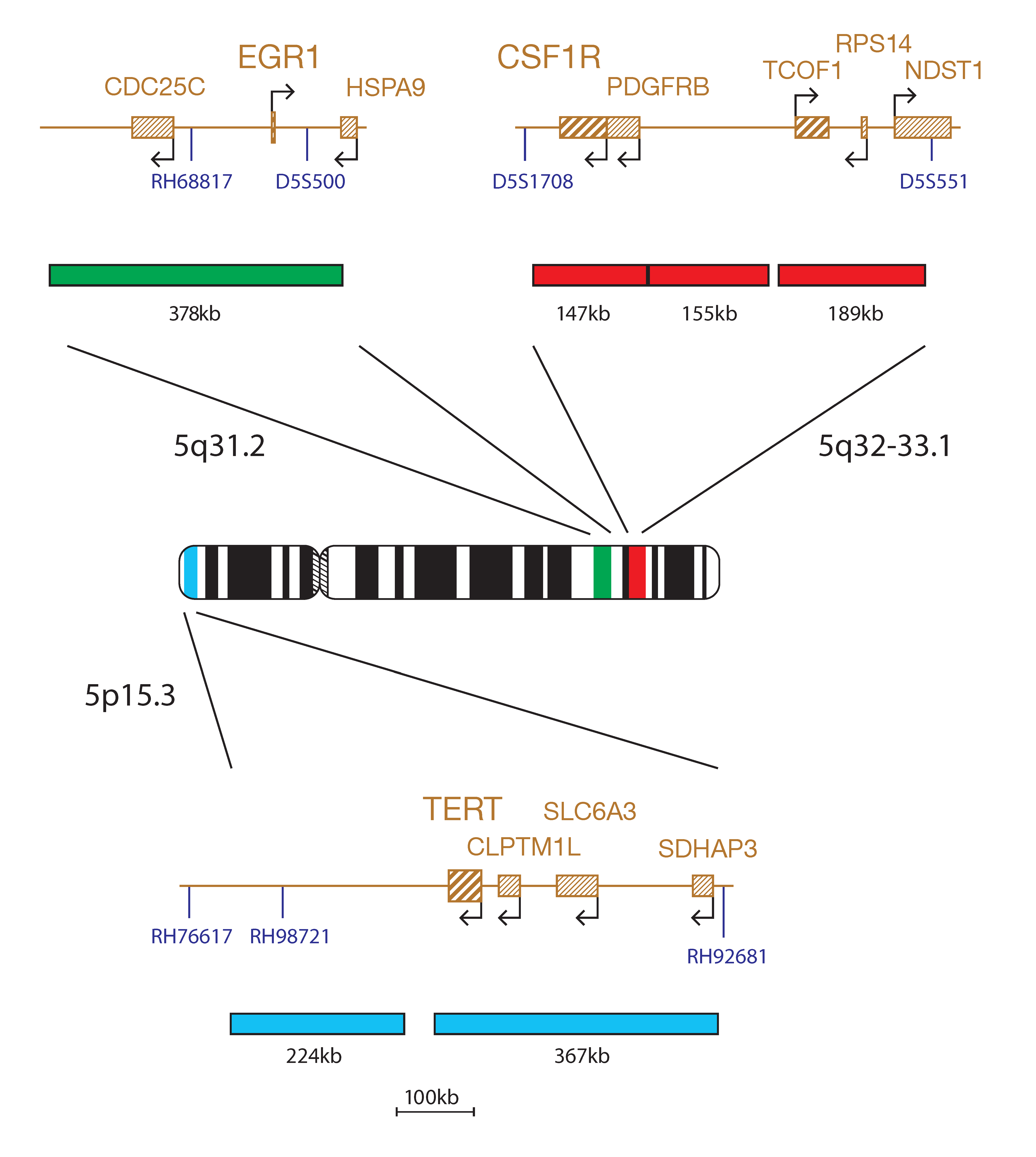 Fluorescence in situ hybridisation (FISH) chromosome map showing a probe targeting the regions 5p15.3, 5q31.2 and 5q32-33.1.