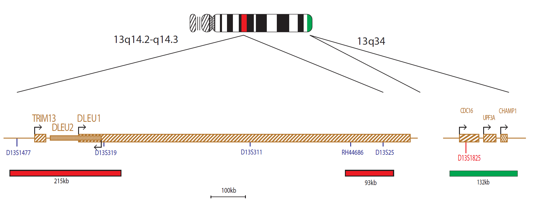 Fluorescence in situ hybridisation (FISH) chromosome map showing a probe targeting the region 13q14.3.