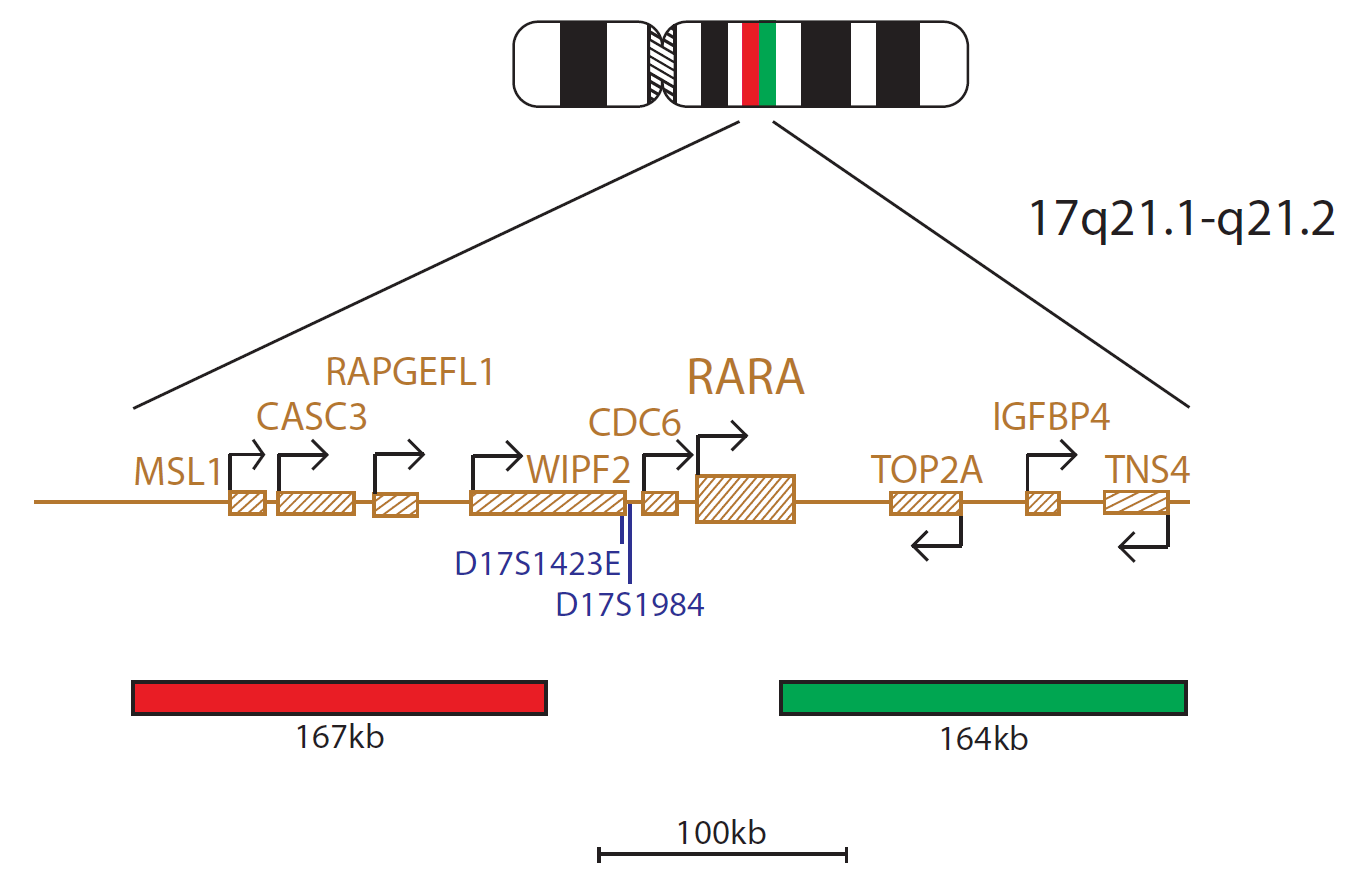 Fluorescence in situ hybridisation (FISH) chromosome map showing a probe targeting the RARα (RARA) gene.